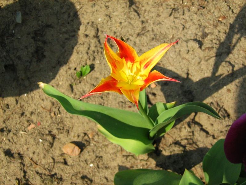 File:Tulipa tschimganica.jpg