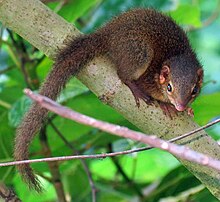 Brown treeshrew on a branch