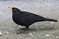 Turdus merula - Common blackbird - Karatavuk 12.jpg