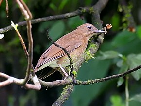 Описание изображения Turdus obsoletus.jpg.