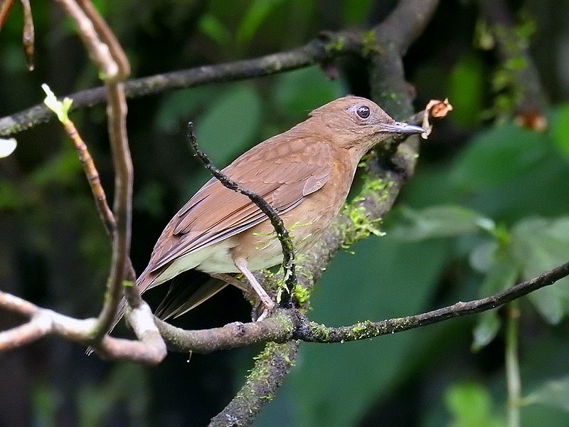 File:Turdus obsoletus.jpg