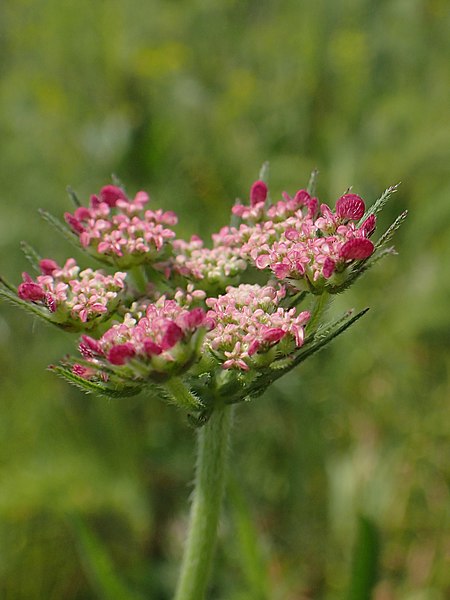 File:Turgenia latifolia kz01.jpg