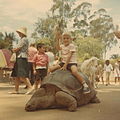 Boy rides a tortoise at a zoo