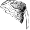 Tusk (PSF).png