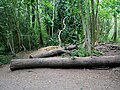 Coin trees at High Elms Country Park.