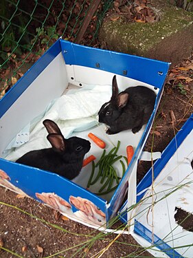 Two black rabbits in a box