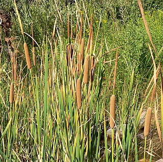 <i>Typha domingensis</i> species of plant