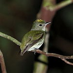 Tyranneutes virescens - Tiny tyrant Manakin.JPG