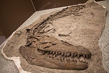 Тиррелл mosasaur.jpg