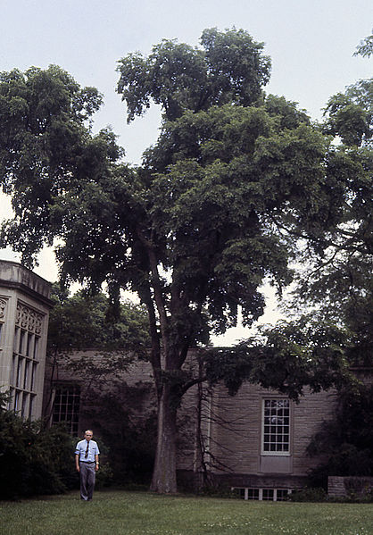 File:Ulmus 'Accolade' Chicago - Morton arboretum 1987.07.02.jpg