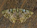 Unidentified Moth (Id ?) (32018262211).jpg