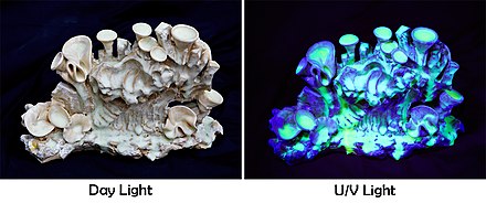The uranium glaze on a Sencer Sarı ceramic glowing under UV light.