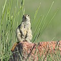 Richardson's ground squirrel Spermophile de Richardson