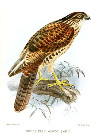 <span class="mw-page-title-main">Pied goshawk</span> Species of bird