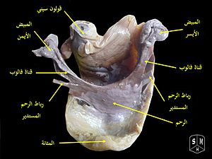 Uterus-ar.jpg