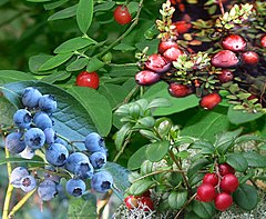 A variety of modern Vaccinium species, clockwise from top right: cranberries, lingonberries, blueberries, and huckleberries Vaccinium.jpg