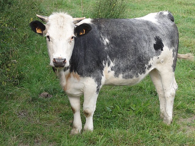 a calf with white face and legs and grey-blue flanks