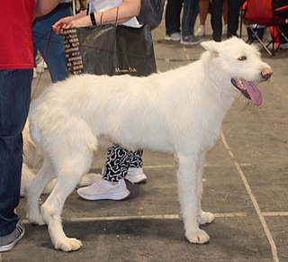 <span class="mw-page-title-main">Valdueza</span> Spanish breed of dog