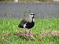 * Nomination Vanellus chilensis (southern lapwing), in Franca, SP, Brazil --Fernandobrasilien 01:31, 17 February 2019 (UTC) * Promotion  Support - Sharp enough, IMO, and cute. -- Ikan Kekek 06:26, 17 February 2019 (UTC)