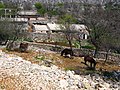 English: Donkeys, Velebit, Croatia