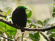 Velvet asity (Philepitta castanea), Ranomafana National Park, Madagascar.jpg