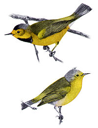 Illustratie uit 1907. Warblers of North America