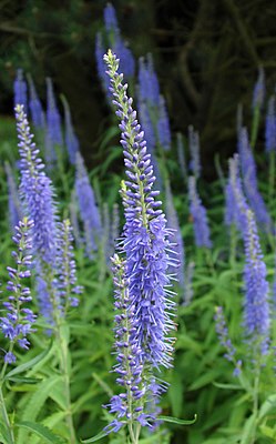 Long-leaved loosestrife or long-leaved loosestrife  Speedwell (Veronica longifolia = Pseudolysimachion longifolium)