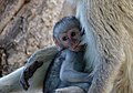 Vervet Monkeys (Chlorocebus pygerythrus) (11466372554).jpg