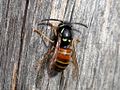 Vespula rufa