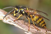 Vespula vulgaris5.jpg