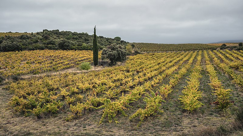 File:Vineyard in Cabrerolles.jpg