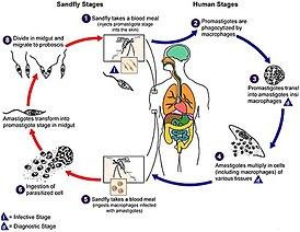 Visceral-Leishmaniasis-in-Ethiopia-An-Evolving-Disease-pntd.0003131.g001.jpg