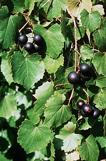 <i>Vitis rotundifolia</i> Variety of grape