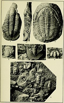 Walcott Kambriyen Jeolojisi ve Paleontoloji II plakası 16.jpg