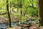 Wald im Landschaftsschutzgebiet "Wallensteingraben" mit Fluss im Hintergrund.jpg