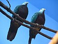 Wompoo Fruit Dove