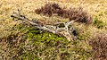 * Nomination Walk across the Hulshorsterzand/ Hulshorsterheide. Roughened heathland biotope. --Famberhorst 06:29, 11 March 2020 (UTC) * Promotion GQ --Palauenc05 07:01, 11 March 2020 (UTC)