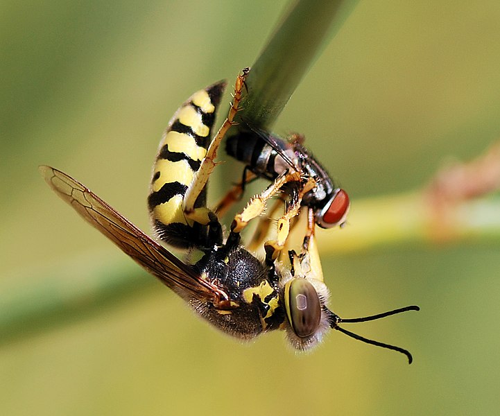 File:Wasp August 2007-23.jpg