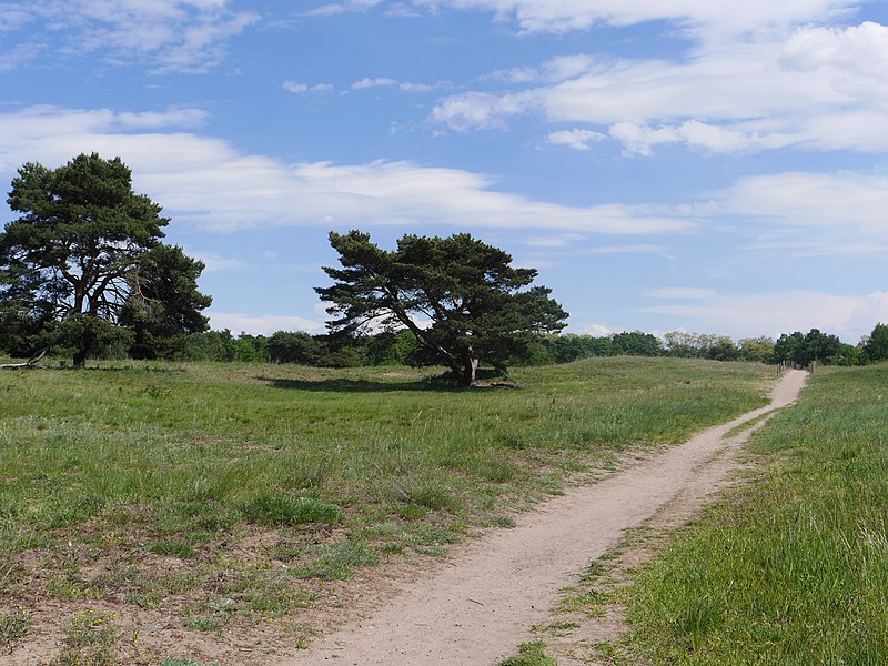 File:Weg in die Ferne.jpg