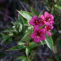 Old fashioned weigela (Cultivar)