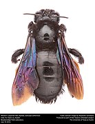 Western Carpenter Bee (Apidae, Xylocopa californica) (28179490850).jpg