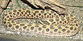 Western Hognose