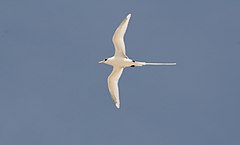 White-tailed Tropicbird - Phaeton lepturus 2.jpg