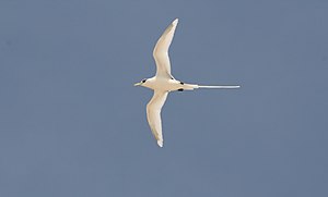 White-tailed Tropicbird - Phaeton lepturus 2.jpg