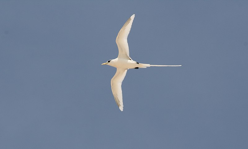File:White-tailed Tropicbird - Phaeton lepturus 2.jpg