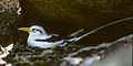 White-tailed Tropicbird - Seychelles 97 0003 (15391496492) (2).jpg