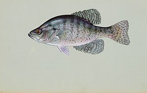 White crappie.jpg