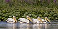 * Nomination White pelicans (Pelecanus onocrotalus) --Charlesjsharp 08:15, 19 August 2022 (UTC) * Promotion  Support Good quality. --Jsamwrites 10:44, 19 August 2022 (UTC)