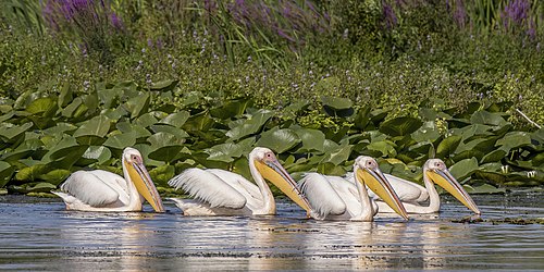 White pelicans (Pelecanus onocrotalus) in the Danube delta