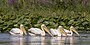 White pelicans (Pelecanus onocrotalus) Danube delta.jpg